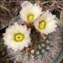 Kaktus Acanthocalycium sp. Infernillo V 148 Balení obsahuje 20 semen