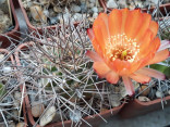 Kaktus Acanthocalycium sp. JO 139 Balení obsahuje 20 semen