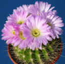 Kaktus Acanthocalycium sp. LB 380 Guines  ♣ Balení obsahuje 100 semen