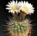 Kaktus Acanthocalycium sp. LF 41  ♣ Balení obsahuje 100 semen