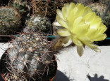 Kaktus Acanthocalycium sp. P 143 Hualfin Balení obsahuje 20 semen