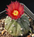Kaktus Astrophytum capas x rotas hybrid červený květ Balení obsahuje 20 semen