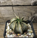 Kaktus Astrophytum capricorne v. mayor RS 104/97 Balení obsahuje 20 semen