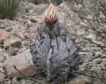 Kaktus Astrophytum capricorne var. mayor MK 126.402 f.General Cepeda Balení obsahuje 20 semen