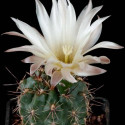 Kaktus Gymnocalycium leucodyction Proch. Balení obsahuje 20 semen