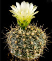 Kaktus Gymnocalycium reductum var. caespitosum JPR 017/45 Balení obsahuje 20 semen