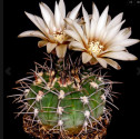 Kaktus Gymnocalycium pseudovatterii Balení obsahuje 20 semen