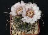 Kaktus Gymnocalycium sp. Guandacol 5 cm dlouhé trny Balení obsahuje 20 semen