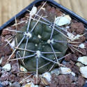 Kaktus Gymnocalycium sp. JPR 038/91 Balení obsahuje 20 semen