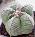 Kaktus Astrophytum myriostigma U 606 Matehuala Balení obsahuje 20 semen