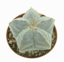 Kaktus Astrophytum myriostigma v. strongylogonum Cerritos Villa Juarez MZ 389 Balení obsahuje 20 semen