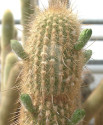 Kaktus Haageocereus sp. Imperial Zuniga Balení obsahuje 10 semen