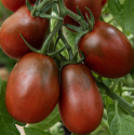 Rajče Black Plum Balení obsahuje 10 semen