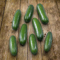 Okurka Kaikura F1 Balení obsahuje 6 semen
