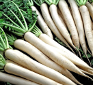 Ředkev Lungo Bianco - Minowase Balení obsahuje 200 semen