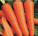 Mrkev Kuroda Balení obsahuje 1000 semen