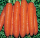 Mrkev Touchon Balení obsahuje 1000 semen