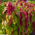 Amaranthus caudatus 'Amour Rejeté' Balení obsahuje 100 semen