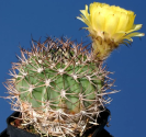Kaktus Acanthocalycium copiapoides P 54 Balení obsahuje 20 semen