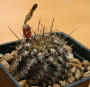 Kaktus Pyrrhocactus intermedius Balení obsahuje 20 semen