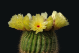 Kaktus Notocactus tenuicylindricus Balení obsahuje 20 semen