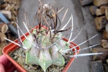 Kaktus Astrophytum niveum Cuatro Cienegas Balení obsahuje 20 semen