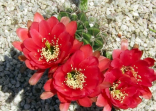 Kaktus Echinopsis calorubra Balení obsahuje 20 semen