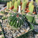 Kaktus Echinofossulocactus crispatus PT 220 El Vergel Gto. Balení obsahuje 20 semen