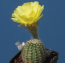 Kaktus Echinopsis leucomalla WR 116 Balení obsahuje 20 semen