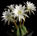 Kaktus Echinopsis subdenudata L 943 Balení obsahuje 20 semen