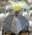 Kaktus Astrophytum myriostigma v. potosinum Balení obsahuje 20 semen