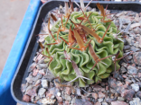 Kaktus Echinofossulocactus pentacanthus PP 408 Tula Tam. Balení obsahuje 20 semen