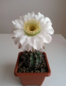 Kaktus Echinopsis leucantha LF 132 Hualfin Balení obsahuje 20 semen