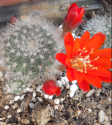 Kaktus Rebutia vallegrandensis LAU 353 Balení obsahuje 20 semen