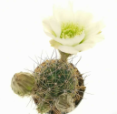Kaktus Lobivia jajoiana Původ Kohres bílý květ Balení obsahuje 20 semen