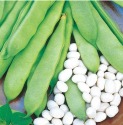 Fazol keříčkový bílý raný Coco nain blanc précoce Balení obsahuje 30 semen