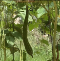 Luffa acutangula – Ridged Gourd Balení obsahuje 10 semen