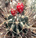 Kaktus Ancistrocactus uncinatus (Dona Ana Coah.) Balení obsahuje 15 semen