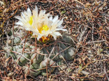 Kaktus Thelocactus hexaedrophorus (YZD 221, Atotonilco Zac.) Bílé plné květy Balení obsahuje 15 semen
