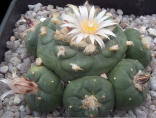 Kaktus Lophophora diffusa v. koehresii Balení obsahuje 15 semen