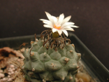 Kaktus Turbinicarpus schwarzii (La Mola SLP) Balení obsahuje 15 semen