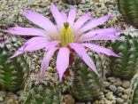 Kaktus Echinocereus bristolii (L 607) Balení obsahuje 20 semen