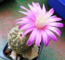 Kaktus Echinocereus schwarzii (MZ 790, Guanacevi Dur.) Balení obsahuje 20 semen