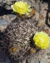 Kaktus Acanthocalycium thionanthum JB 54 El Obelisco Balení obsahuje 20 semen