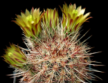Kaktus Echinocereus chloranthus (SB 506) Balení obsahuje 20 semen