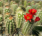 Kaktus Echinocereus polyacanthus (oranž květ) Balení obsahuje 20 semen