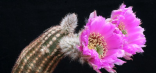 Kaktus Echinocereus reichenbachii v. pectinatus Balení obsahuje 20 semen