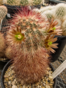 Kaktus Echinocereus viridiflorus v. sanguineus Balení obsahuje 20 semen