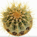 Kaktus Ferocactus alamosanus Balení obsahuje 20 semen