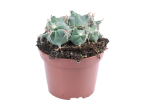 Kaktus Ferocactus electracanthus Balení obsahuje 20 semen
